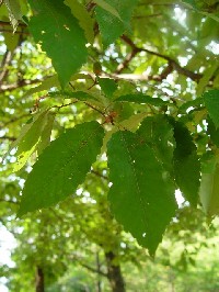 �s�R�i���t�@�N���b�N�Ŋg�傷��