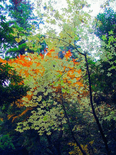 @ コシアブラ 紅葉の頃 奈良市 春日山原始林 2007/11/29 Photo by Kohyuh @ コシアブラ 紅葉の頃 奈良市 春日山原始林 2007/11/29 Photo by Kohyuh