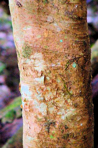 A コシアブラ 幹姿 奈良市 春日山原始林 2007/11/29 Photo by Kohyuh A コシアブラ 幹姿 奈良市 春日山原始林 2007/11/29 Photo by Kohyuh