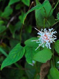 《コウヤボウキ》 写真はクリックで拡大する