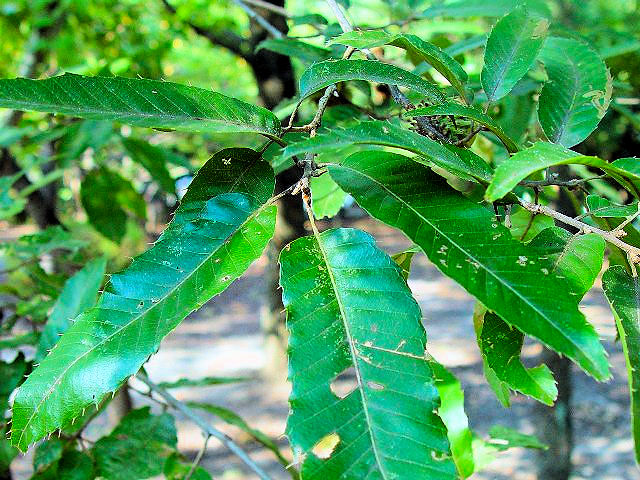 �B �N�k�M�@�t�p�@�����s�@�������@�@2007/09/22�@Photo by Kohyuh