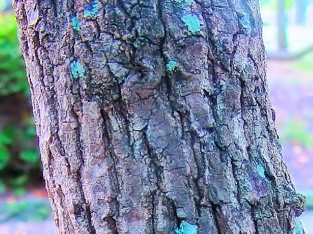 �C �N�k�M�@���p�@�����s�@�������@�@2007/09/22�@Photo by Kohyuh