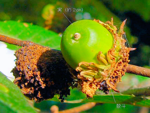 �A �N�k�M�@���p�@�����s�@�������@�@2007/09/22�@Photo by Kohyuh