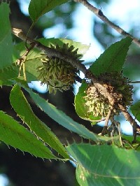 �s�N�k�M�t�@�N���b�N�Ŋg�傷��