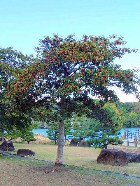 �@ �N���K�l���`�@�����p�@�����s�@�R�c�r�����@�@2007/11/22�@Photo by Kohyuh