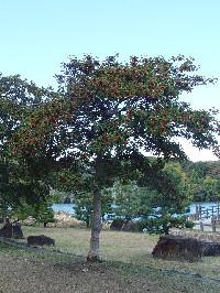 �s�N���K�l���`�t�@�N���b�N�Ŋg�傷��