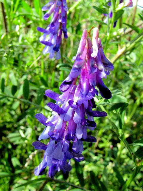 @ クサフジ 葉姿 淀川左岸 枚方市 2004/04/14 Photo by Kohyuh @ クサフジ 葉姿 淀川左岸 枚方市 2004/04/14 Photo by Kohyuh