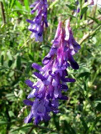 《クサフジ》 写真はクリックで拡大する