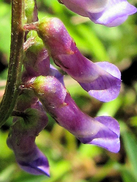 A クサフジ 葉姿 淀川左岸 枚方市 2004/04/14 Photo by Kohyuh A クサフジ 葉姿 淀川左岸 枚方市 2004/04/14 Photo by Kohyuh