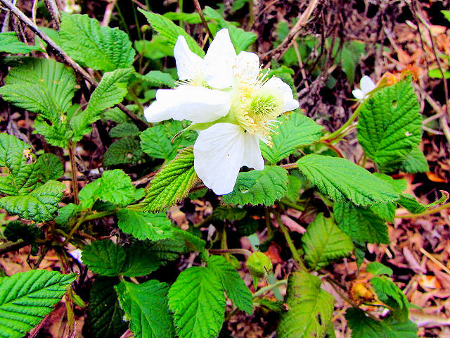クサイチゴ 花姿 男山 八幡市 2011/04/24 Photo by Kohyuh クサイチゴ 花姿 男山 八幡市 2011/04/24 Photo by Kohyuh