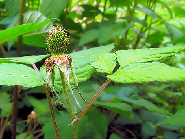 クサイチゴ 実姿 男山 八幡市 2011/04/24 Photo by Kohyuh クサイチゴ 実姿 男山 八幡市 2011/04/24 Photo by Kohyuh