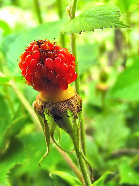 クサイチゴ 実姿 男山 八幡市 2011/04/24 Photo by Kohyuh クサイチゴ 実姿 男山 八幡市 2011/04/24 Photo by Kohyuh