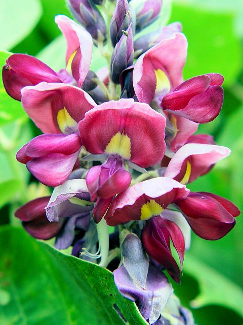 �A �N�Y �i�Ԏp�Q�j�@�@�����s�@�w����@2004/09/16�@Photo by Kohyuh