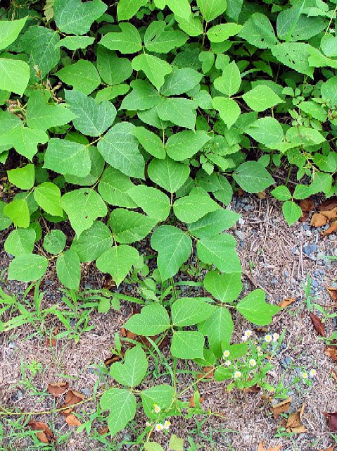 �B �N�Y �i�t�p�j�@�����s�@�w����@2004/06/24�@Photo by Kohyuh