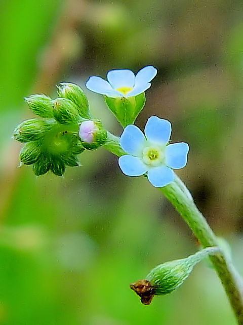 @ キュウリグサ 花姿 八幡市 男山 2008/10/13 Photo by Kohyuh @ キュウリグサ 花姿 八幡市 男山 2008/10/13 Photo by Kohyuh