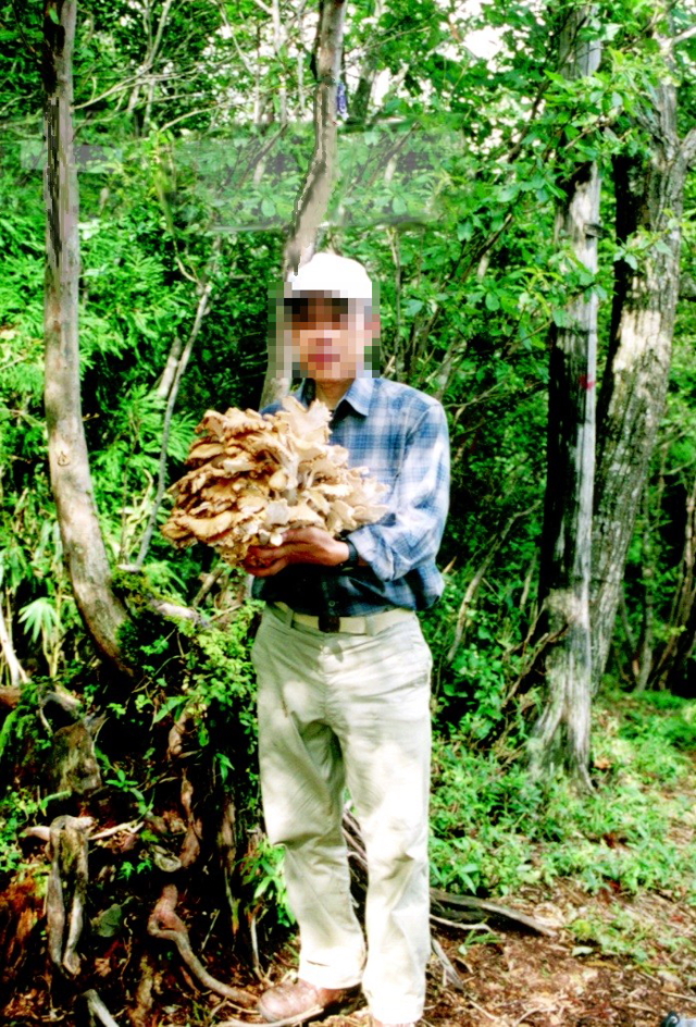 マイタケ 芦生 京都府 Photo by Nagamura 1996年頃 (写真提供: 長村) マイタケ 芦生 京都府 Photo by Nagamura 1996年頃 (写真提供: 長村)