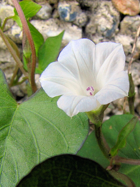 A マメアサガオ 八幡市 戸津 2011/10/09 Photo by Kohyuh