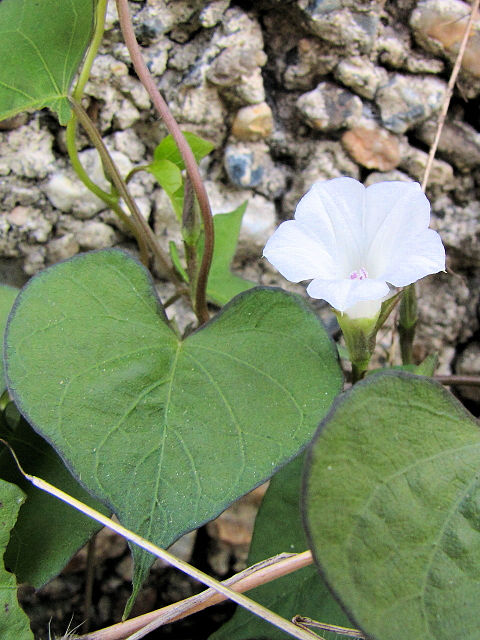 B マメアサガオ 八幡市 戸津 2011/10/09 Photo by Kohyuh