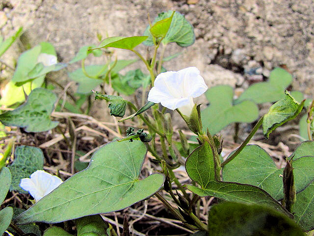 C マメアサガオ 八幡市 戸津 2011/10/09 Photo by Kohyuh