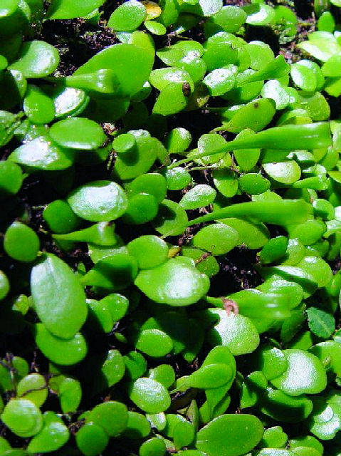 �@ �}���d�^�@���s�s�@�����J�@2004/10/11�@Photo by Kohyuh