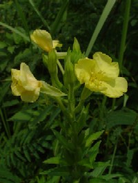 �s���}�c���C�O�T�t�@�N���b�N�Ŋg�傷��