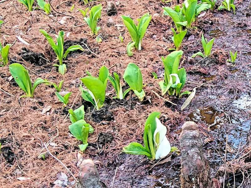 ミズバショウ 花姿 くろんど池 交野市 2019/04/03 Photo by Kohyuh ミズバショウ 花姿 くろんど池 交野市 2019/04/03 Photo by Kohyuh