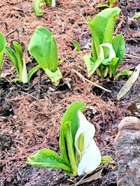 《ミズバショウ》　写真はクリックで拡大する