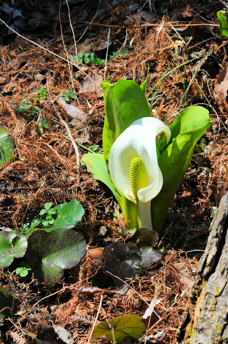 ミズバショウ 花姿 くろんど池 交野市 2019/04/03 Photo by Kohyuh ミズバショウ 花姿 くろんど池 交野市 2019/04/03 Photo by Kohyuh