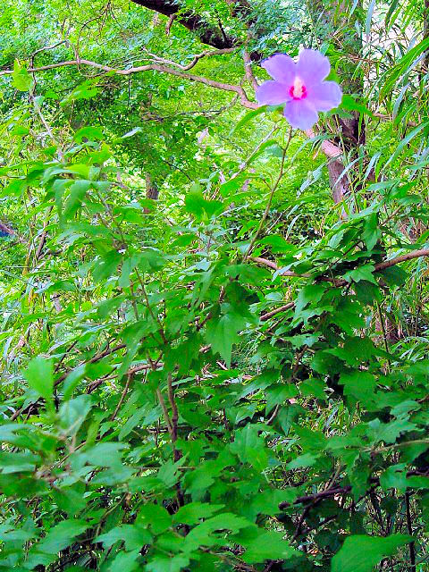 A ムクゲ 立ち姿 八幡市 神応寺 2004/07/18 Photo by Kohyuh