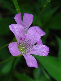 《ムラサキカタバミ》　写真はクリックで拡大する