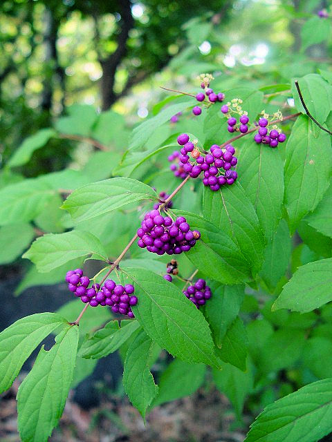 �@ �����T�L�V�L�u�@���p�@�@�_�ˎs�@�����킹�̑��@2007/10/13�@Photo by Kohyuh