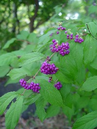 �s�����T�L�V�L�u�i���p�j�t�@�N���b�N�Ŋg�傷��