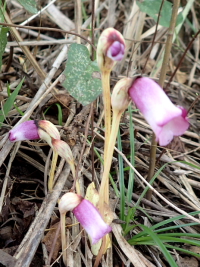 �s�i���o���M�Z���t�@�ʐ^�̓N���b�N�Ŋg�傷��