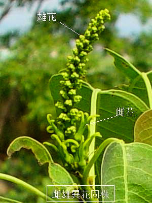 �i���L���n�[ �i�ԁj