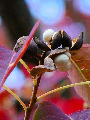 �C �i���L���n�[�@���p�@�����s�@�j�R�@2007/11/09�@Photo by Kohyuh