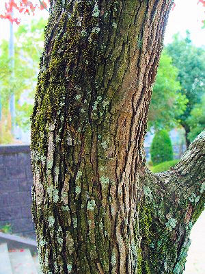 �B �i���L���n�[�@���p�@�����s�@�j�R�@2007/11/09�@Photo by Kohyuh