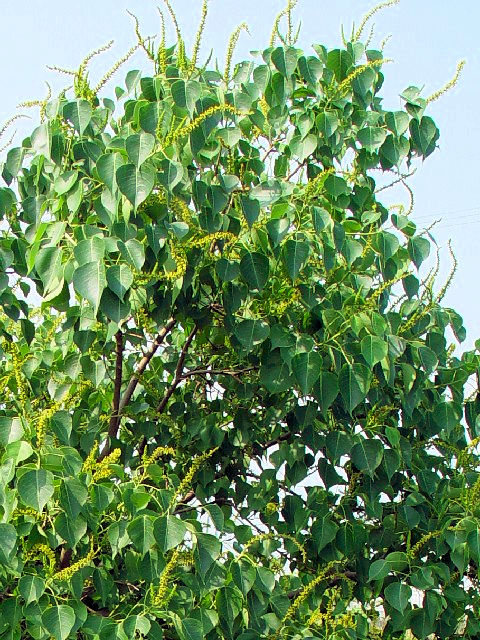 �@ �i���L���n�[�@�Ԃ̍��@�����s�@��J��@�@2004/07/01�@Photo by Kohyuh