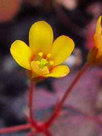 《アカカタバミ花姿》　写真はクリックで拡大する