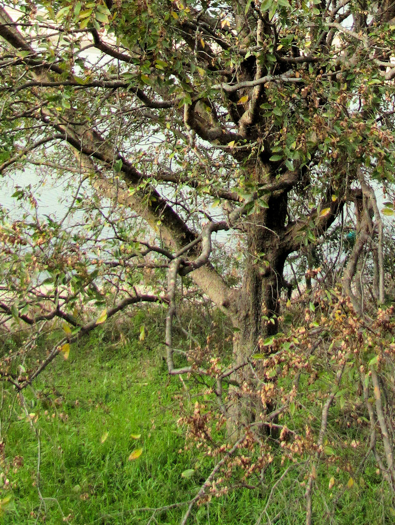 ALj p@썶݁@͐~@2018/12/16@Photo by Kohyuh