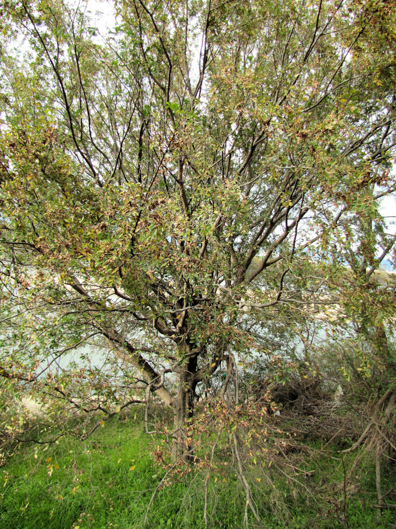 ALj p@썶݁@͐~@2018/12/16@Photo by Kohyuh