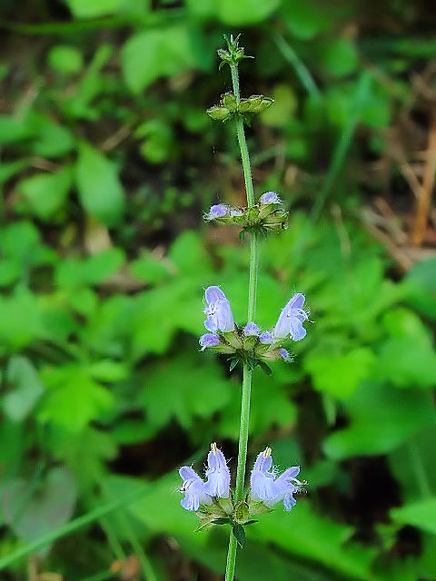 @ ALm^\E iԎpj @@s{蒬@CR@2004/10/16@Photo by Kohyuh