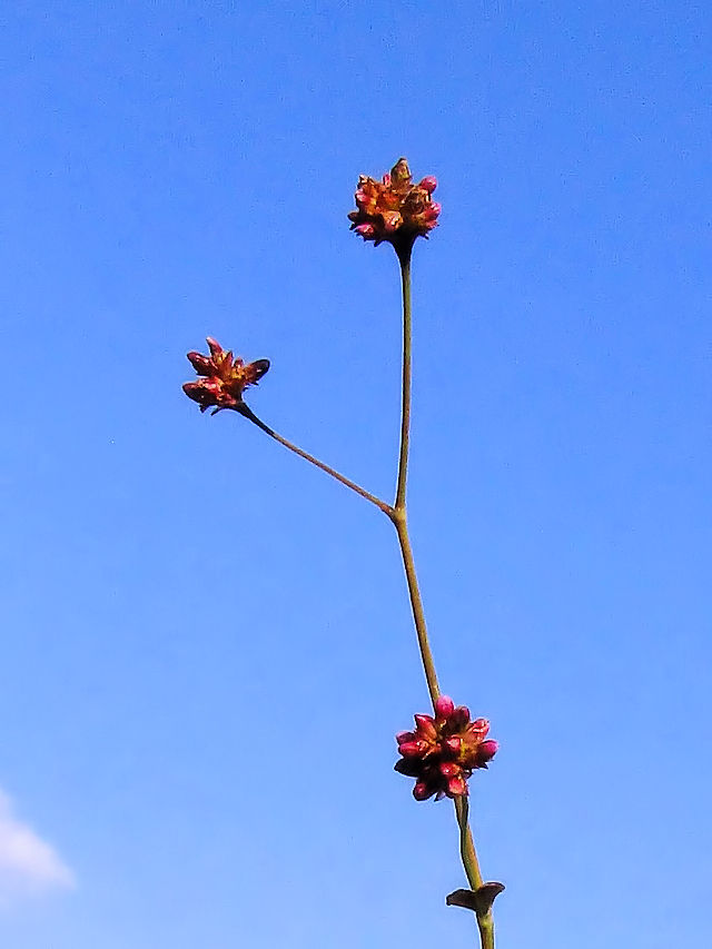 ALmEiMcJ~@iU-2j@w@s@2016/11/12@Photo by Kohyuh