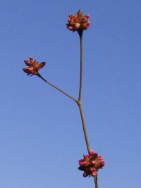 sALmEiMcJ~ t@ʐ^̓NbNŊg傷