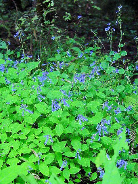 B AL`EW ipj @@s{蒬@CR