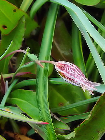 A A}i@JԑO@ؒÐE݁@2004/03/21@Photo by Kohyuh