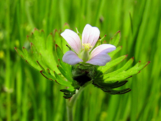 @ AJtE iԎpj @͐~@s@2011/05/09@Photo by Kohyuh