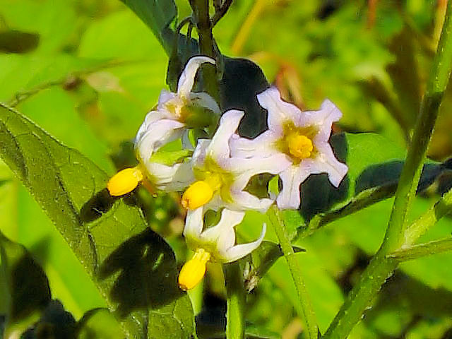 @ AJCkzIYL@Ԏp@s@@2007/10/12@Photo by Kohyuh