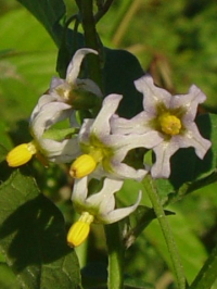 sAJCkzIYLt@ʐ^̓NbNŊg傷