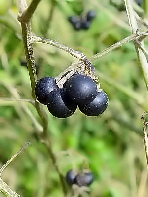 C AJCkzIYL@p inj@s@@2007/11/04@Photo by Kohyuh