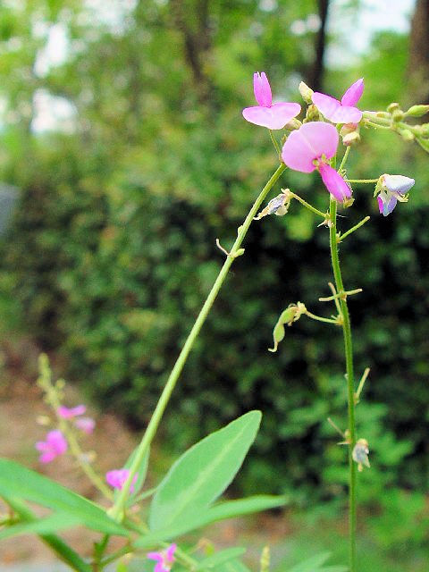 A A`kXrgnM ipj@s@jR@2007/08/28@Photo by Kohyuh